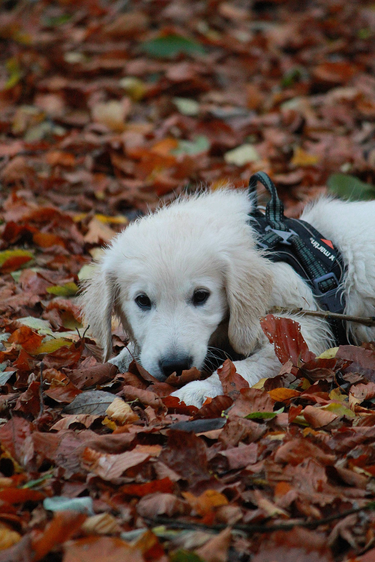 Volt a rejoint le concours — aidez-le/la à gagner de superbes lots ! accessories, animal, autumn, canine, cockerspaniel, dog, eskimodog, goldenretriever, hound, husky, labradorretriever, leaf, maple, pet, plant, puppy, strap, terrier, tree, whitedog