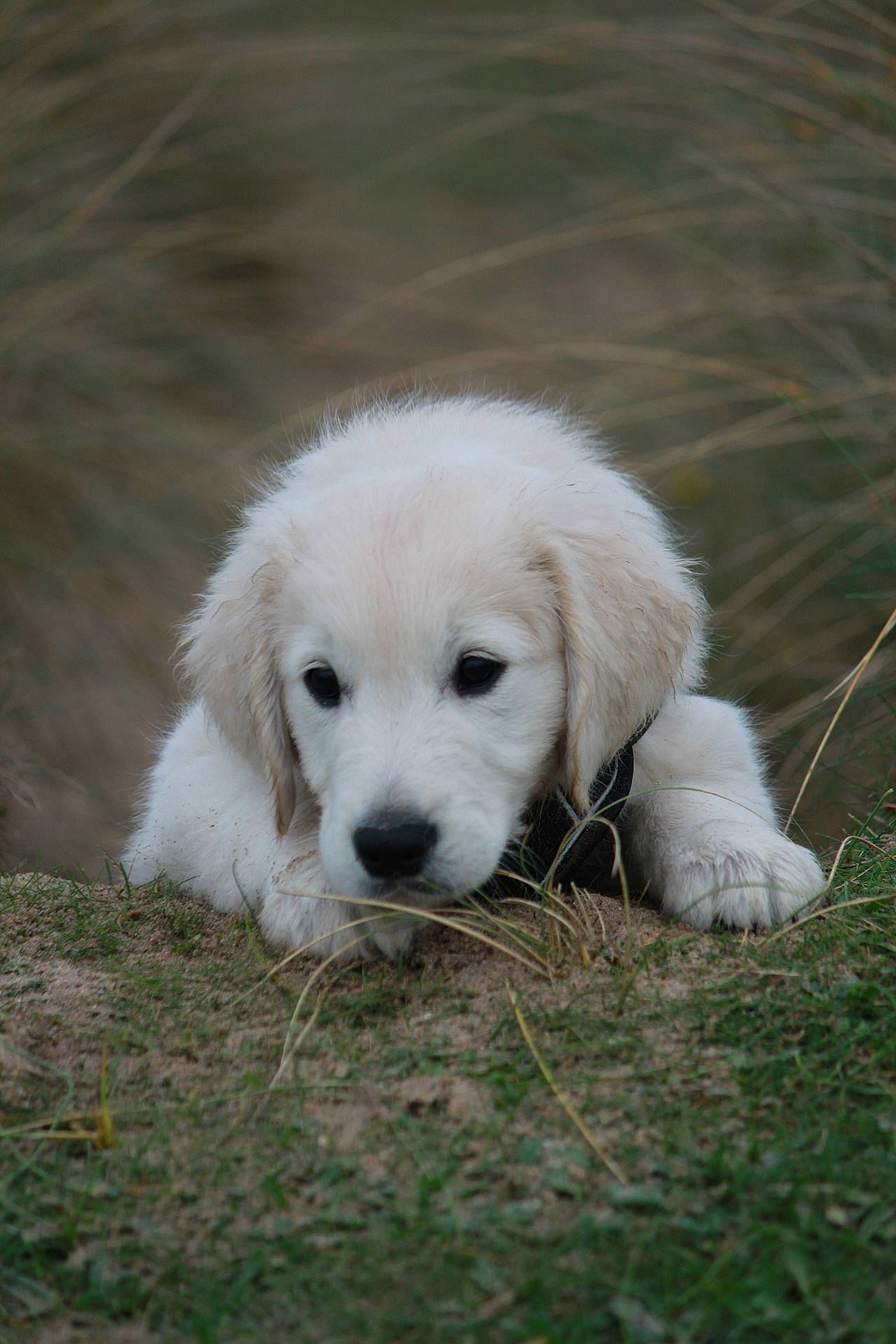 Volt a rejoint le concours — aidez-le/la à gagner de superbes lots ! animal, canine, cockerspaniel, dog, eskimodog, goldenretriever, grass, hound, labradorretriever, pet, plant, puppy, terrier, whitedog