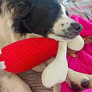 Pouchenelle participe au concours pour gagner de l'argent avec cette photo : dog, sleeping, plush_toy, red, white, black, paw, blanket, cozy, resting, cute, nap, soft, fur, indoors, pet, closeup, comfort, relaxation, animal