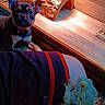 animal, bearded_dragon, closeup, companion, cozy, curious, dog, exotic_pet, furry, indoor, lizard, nature, pet, plant, puppy, reptile, scaly, terrarium, wooden_hideout, young_dog