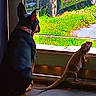Jj joined the competition — help win amazing prizes! animal, collar, companion, curious, dog, domestic, floor, friendship, grass, greenery, indoor, lizard, looking_out, nature, pet, quiet_moment, shadow, side_view, sunlight, window