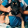 Jj is registered to the contest to win money with this photo: animal, blue_shirt, brown_black_fur, close_up, companion, cozy, curious, cute, dog, ears, hands, home, indoor, lap, pattern, person, pet, quilt, sitting, small_dog