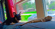 Jj joined the competition — help win amazing prizes! animal, bearded_dragon, car, couch, curtains, daytime, dog, furniture, greenery, home, indoor, looking, pet, relaxing, reptile, resting, screen, suburban, sunlight, window