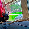 animal, bearded_dragon, car, couch, curtains, daytime, dog, furniture, greenery, home, indoor, looking, pet, relaxing, reptile, resting, screen, suburban, sunlight, window