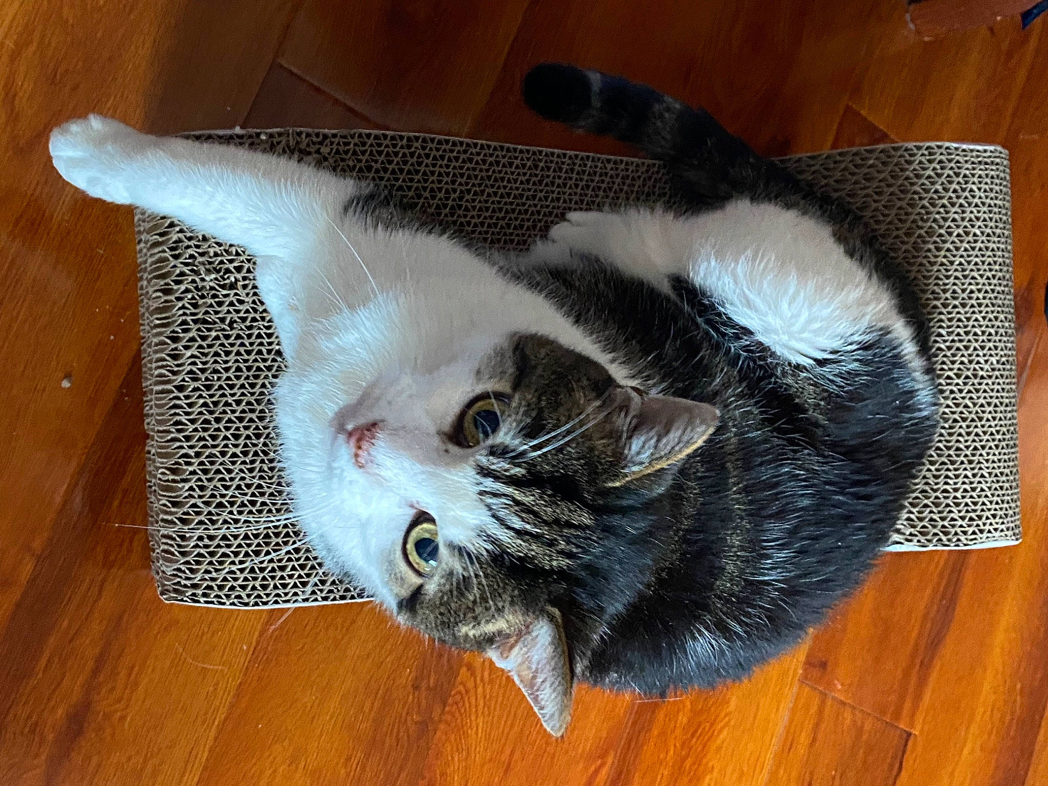 Frodo joined the competition — help win amazing prizes! carnivore, cat, cat_supply, claw, comfort, domestic_short_haired_cat, felidae, flooring, fur, hardwood, laminate_flooring, paw, small_to_medium_sized_cats, snout, tail, varnish, whiskers, wood, wood_flooring, wood_stain