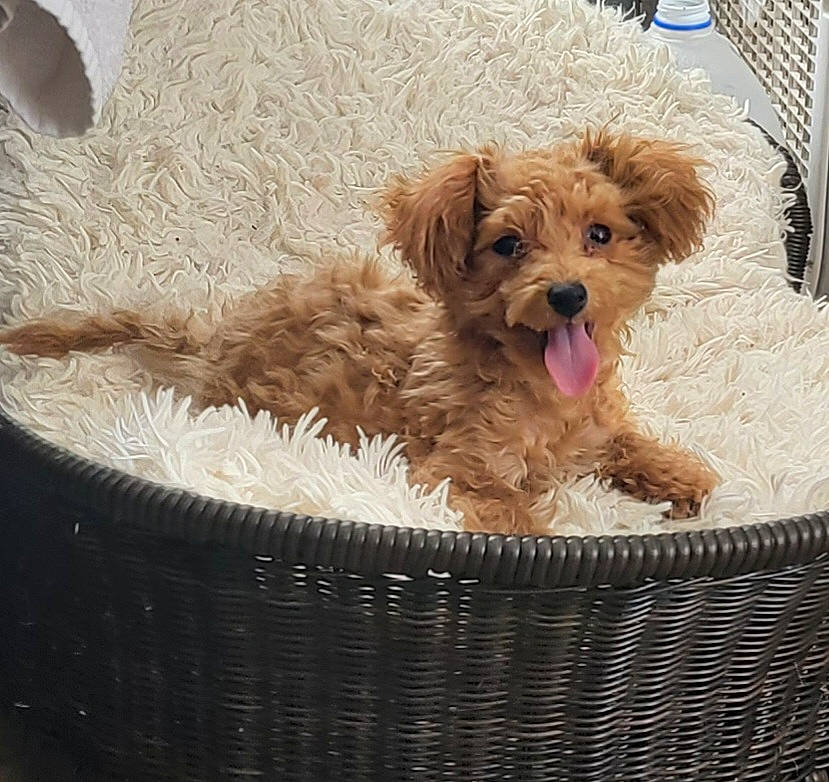 Teddy Bear is registered to the contest to win money with this photo: canidae, carnivore, companion_dog, dog, dog_breed, dog_supply, fawn, fur, liver, maltepoo, pet_supply, poodle_crossbreed, small_terrier, snout, sporting_group, terrier, toy_dog, water_dog, working_animal, yorkipoo