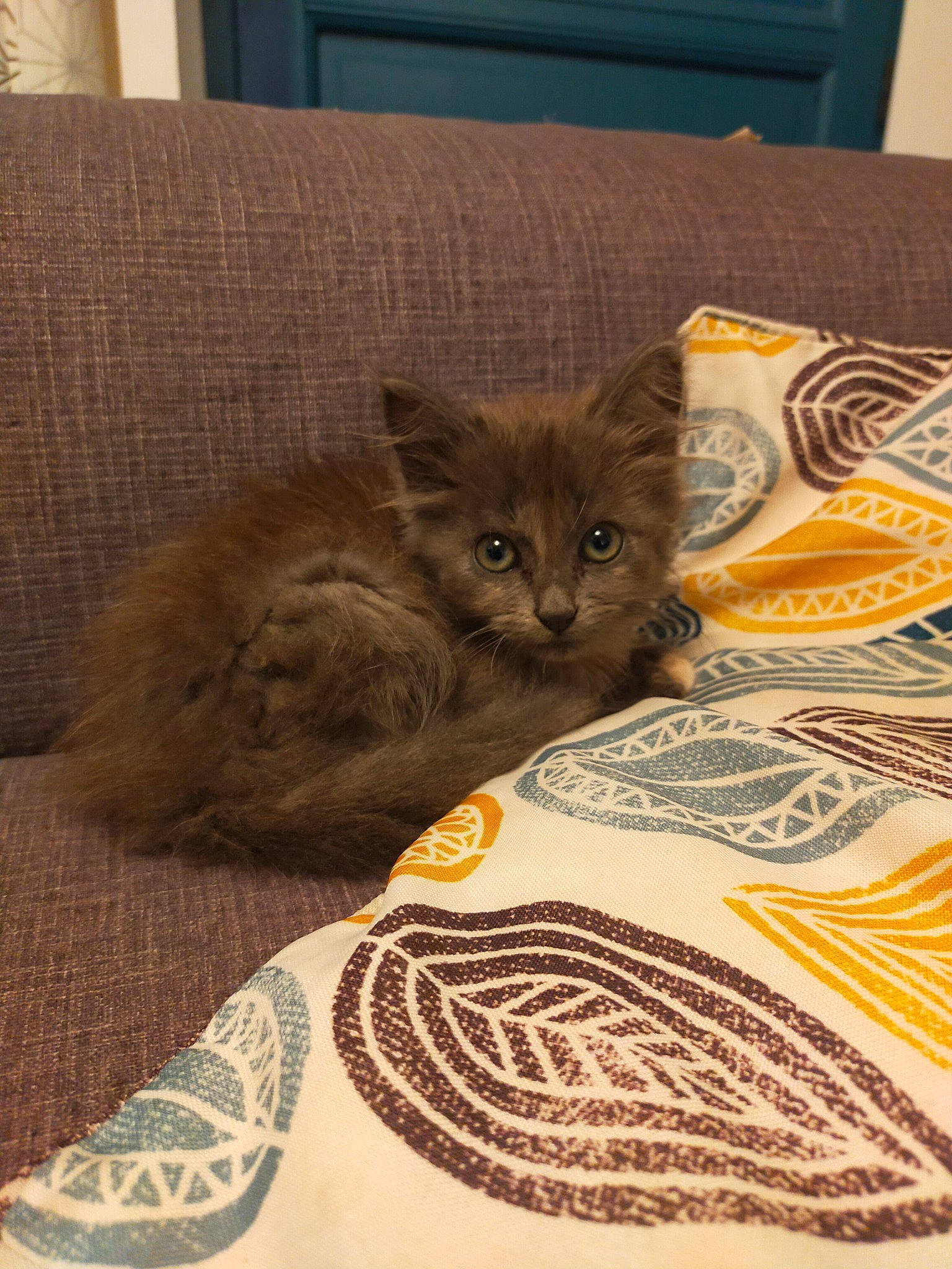 Câline participe au concours pour gagner de l'argent avec cette photo : black_cat, carnivore, cat, comfort, couch, domestic_short_haired_cat, felidae, flooring, fur, grey, hardwood, linens, pattern, paw, picture_frame, room, small_to_medium_sized_cats, tail, whiskers, wood