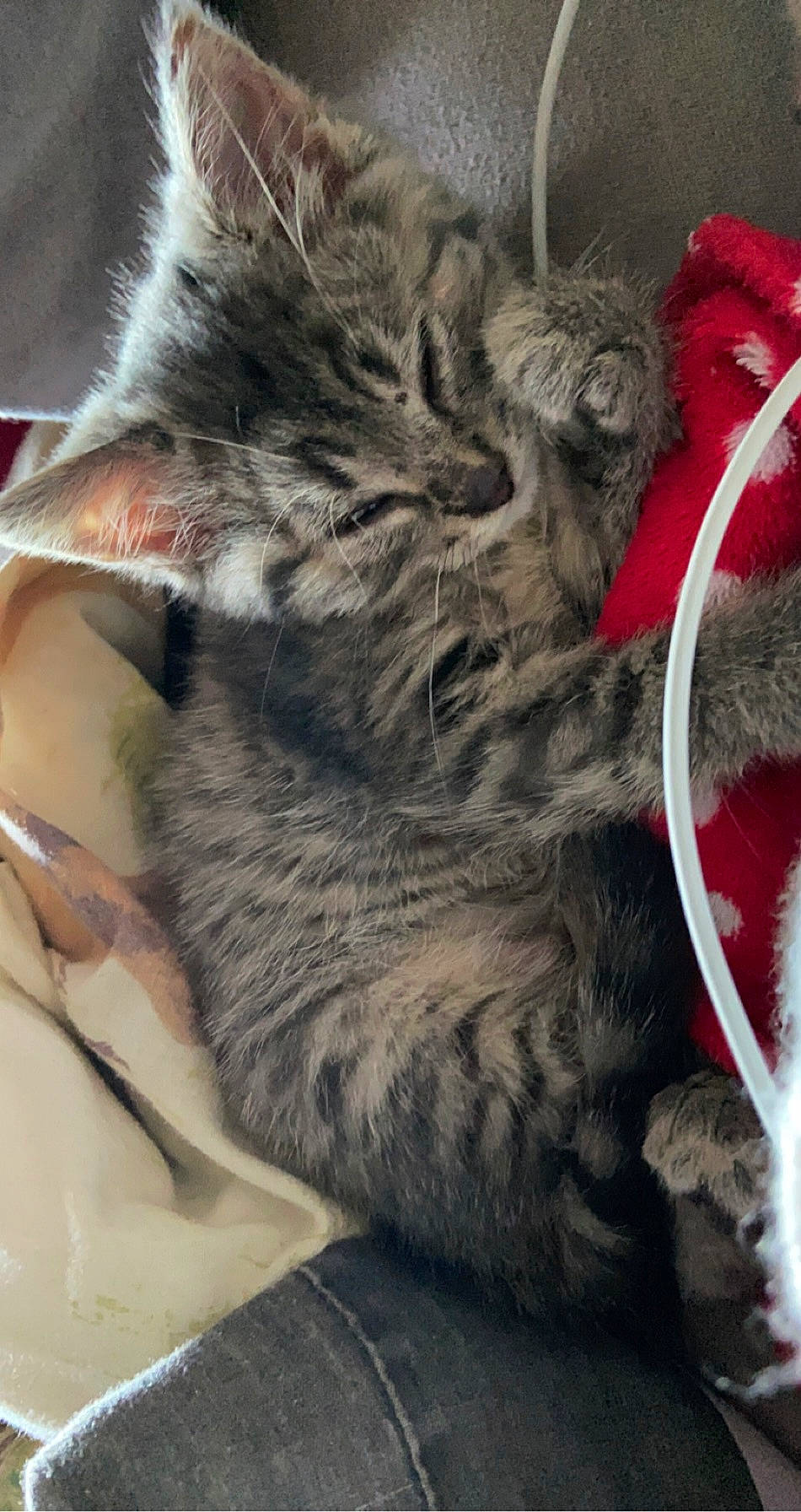 Rihanna a rejoint le concours — aidez-le/la à gagner de superbes lots ! carnivore, cat, claw, domestic_long_haired_cat, domestic_short_haired_cat, dragon_li, ear, european_shorthair, felidae, fur, german_rex, kitten, nebelung, pixie_bob, small_to_medium_sized_cats, snout, tabby_cat, whiskers