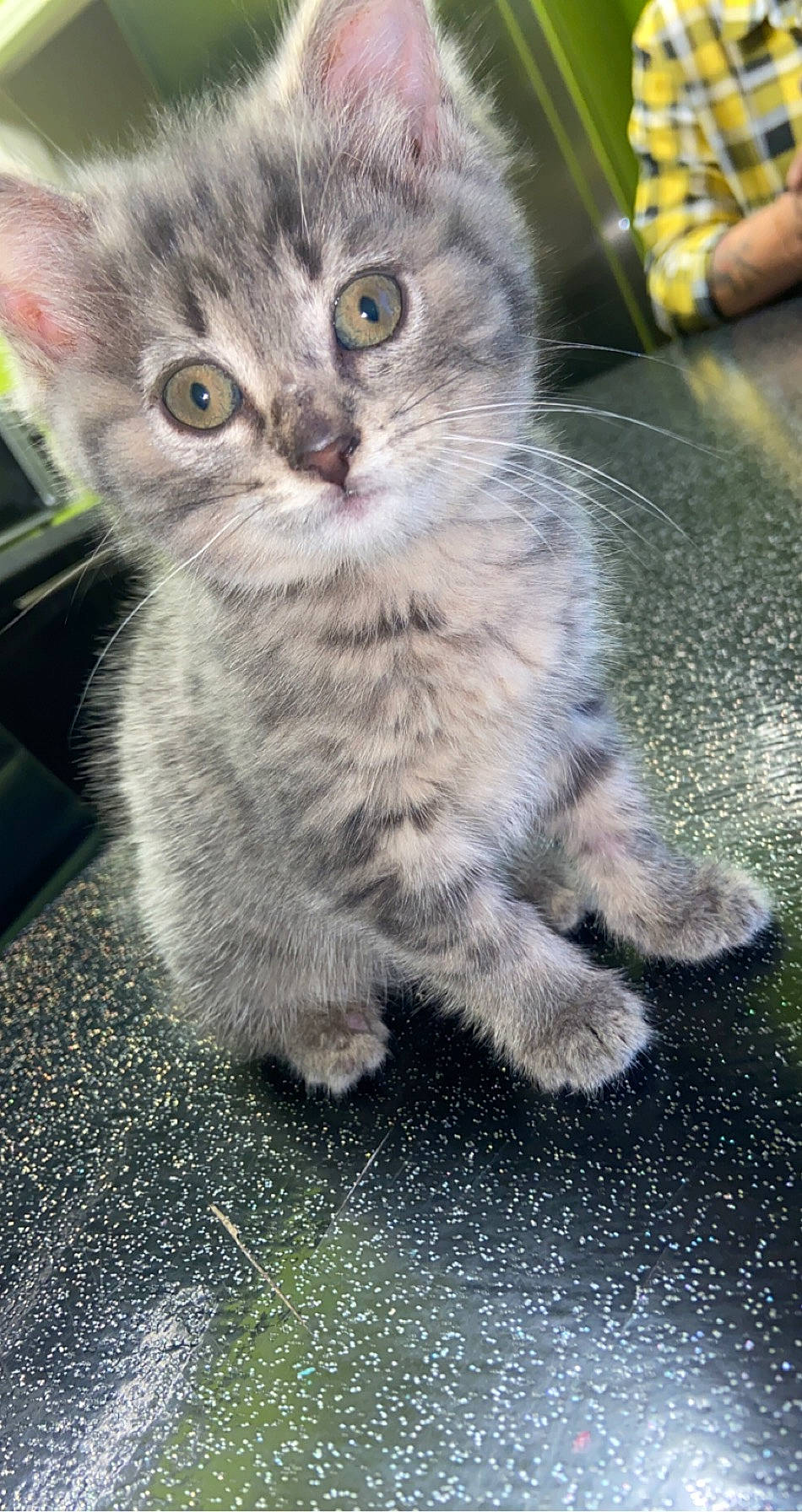 Rihanna a rejoint le concours — aidez-le/la à gagner de superbes lots ! asian, british_longhair, british_semi_longhair, carnivore, cat, domestic_long_haired_cat, domestic_short_haired_cat, european_shorthair, eye, felidae, kitten, mammal, munchkin, persian, polydactyl_cat, siberian, small_to_medium_sized_cats, tabby_cat, vertebrate, whiskers