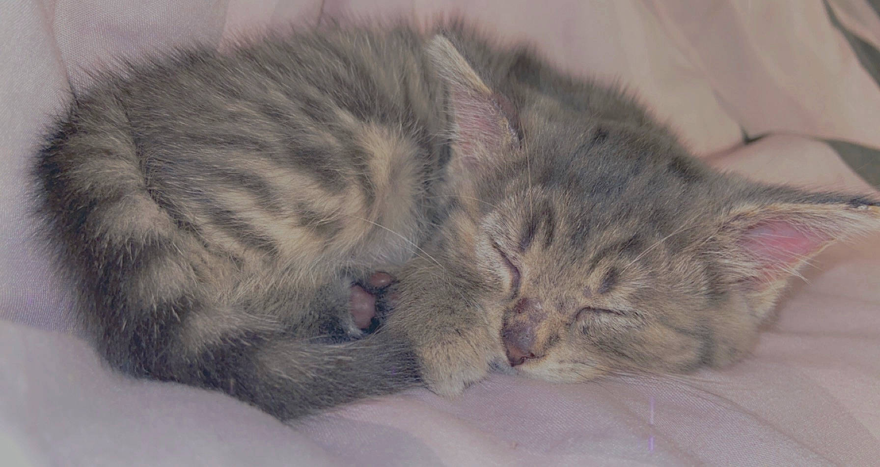 Rihanna a rejoint le concours — aidez-le/la à gagner de superbes lots ! british_semi_longhair, carnivore, cat, domestic_short_haired_cat, dragon_li, european_shorthair, felidae, fur, kitten, mammal, nap, norwegian_forest_cat, paw, pixie_bob, polydactyl_cat, sleep, small_to_medium_sized_cats, snout, tabby_cat, whiskers