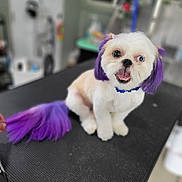 Marshmellow joined the competition — help win amazing prizes! dog, pet, grooming, purple_hair, white_fur, cute, smiling, table, indoor, animal, fur, collar, happy, small_dog, looking_at_camera, domestic_animal, hair_dye, cute_pet, tongue_out, studio
