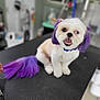 dog, pet, grooming, purple_hair, white_fur, cute, smiling, table, indoor, animal, fur, collar, happy, small_dog, looking_at_camera, domestic_animal, hair_dye, cute_pet, tongue_out, studio