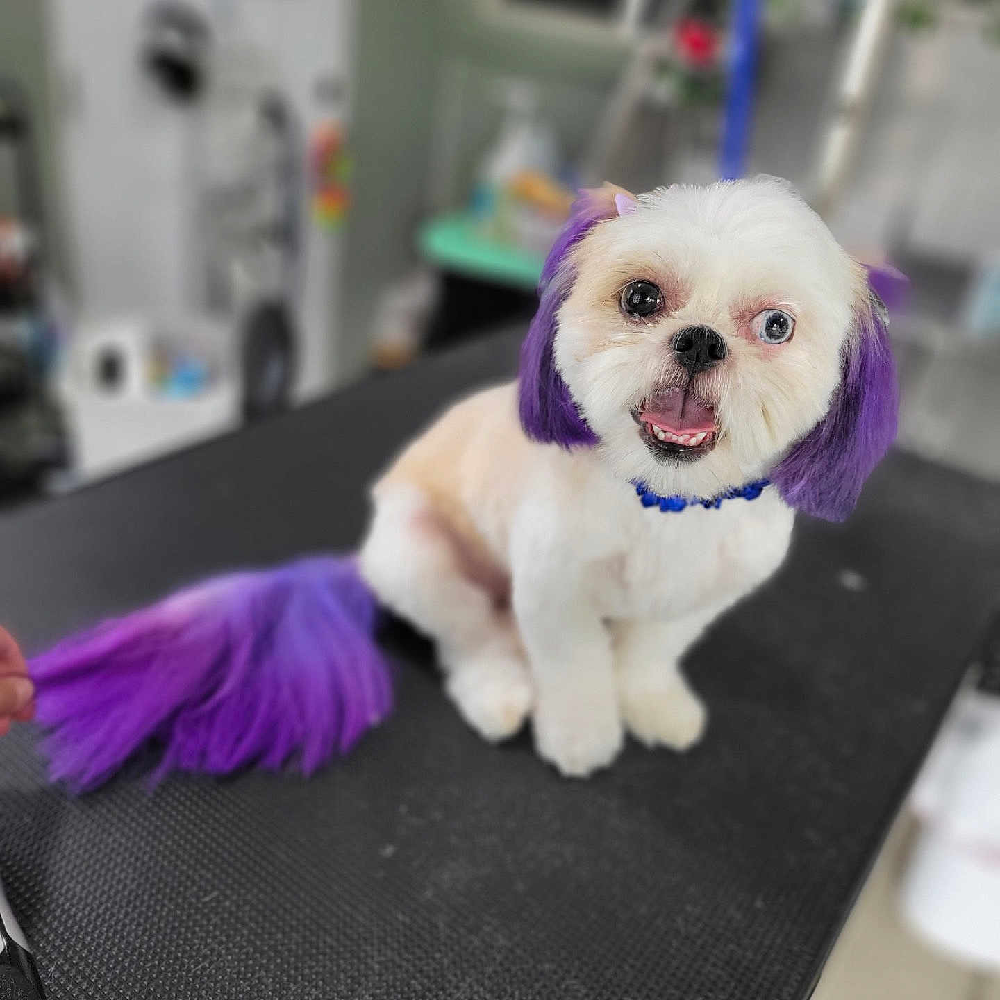 Marshmellow joined the competition — help win amazing prizes! animal, collar, cute, cute_pet, dog, domestic_animal, fur, grooming, hair_dye, happy, indoor, looking_at_camera, pet, purple_hair, small_dog, smiling, studio, table, tongue_out, white_fur