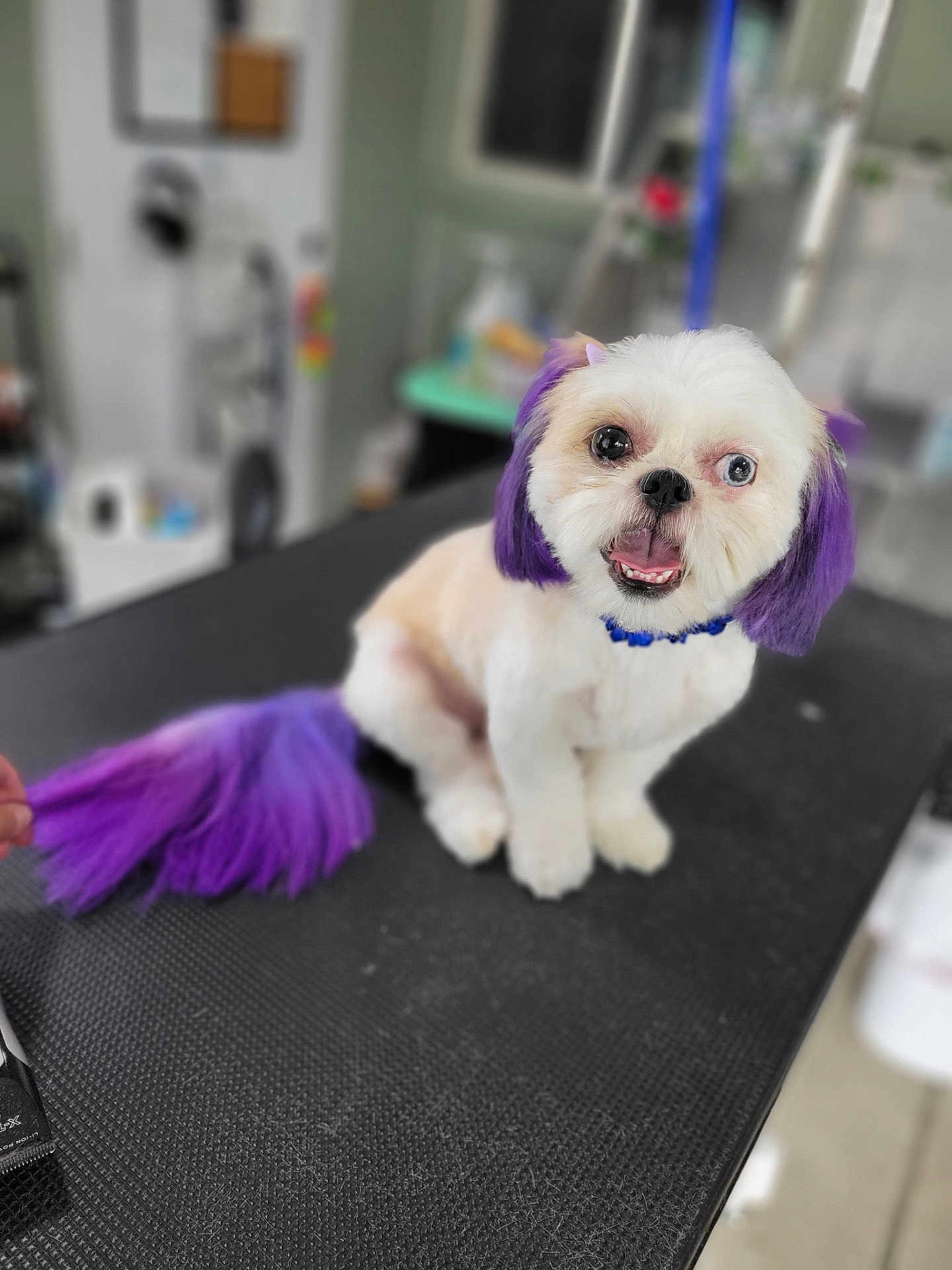 Marshmellow joined the competition — help win amazing prizes! dog, pet, grooming, purple_hair, white_fur, cute, smiling, table, indoor, animal, fur, collar, happy, small_dog, looking_at_camera, domestic_animal, hair_dye, cute_pet, tongue_out, studio