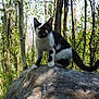Bowie is registered to the contest to win money with this photo: cat, black_and_white, rock, forest, trees, outdoor, nature, animal, wildlife, sunlight, greenery, curious, pet, mammal, fur, whiskers, tail, daylight, natural_light, sitting