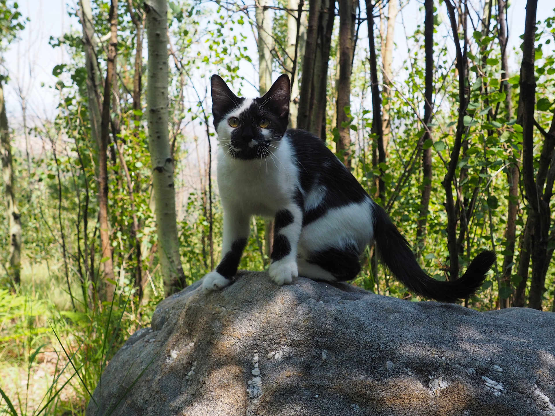 Bowie is registered to the contest to win money with this photo: cat, black_and_white, rock, forest, trees, outdoor, nature, animal, wildlife, sunlight, greenery, curious, pet, mammal, fur, whiskers, tail, daylight, natural_light, sitting
