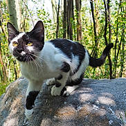 Bowie joined the competition — help win amazing prizes! cat, black_and_white, rock, forest, trees, outdoor, animal, whiskers, nature, sunlight, curious, pet, wildlife, mammal, feline, alert, grass, leaves, daytime, closeup
