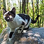 cat, black_and_white, rock, forest, trees, outdoor, animal, whiskers, nature, sunlight, curious, pet, wildlife, mammal, feline, alert, grass, leaves, daytime, closeup