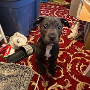 Diamond joined the competition — help win amazing prizes! puppy, dog, carpet, red_carpet, indoor, slipper, storage_bin, fuzzy_rug, clutter, toy, pet, young_dog, floor, box, fabric, curious, closeup, animal, domestic, attention