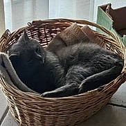 Oli participe au concours pour gagner de l'argent avec cette photo : cat, grey_cat, basket, wicker_basket, blanket, cushion, sleeping, nap, cozy, indoor, window, curtain, cardboard_box, floor, shadow, sunlight, fur, pet, resting, relaxed