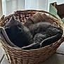 cat, grey_cat, basket, wicker_basket, blanket, cushion, sleeping, nap, cozy, indoor, window, curtain, cardboard_box, floor, shadow, sunlight, fur, pet, resting, relaxed