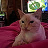 Wanji joined the competition — help win amazing prizes! bags, bed, blurred, cartoon, cat, cozy, cream_colored_cat, cute, furniture, home, indoor, laundry_basket, pet, pink_blanket, relaxing, room, shadow, soft, television, wooden_closet