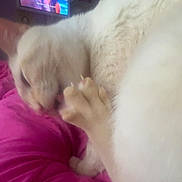 Wanji joined the competition — help win amazing prizes! animal, blanket, blurred, cat, closeup, cozy, electronics, feline, fur, home, indoor, paw, pet, pink, relaxing, resting, screen, soft, television, white_cat