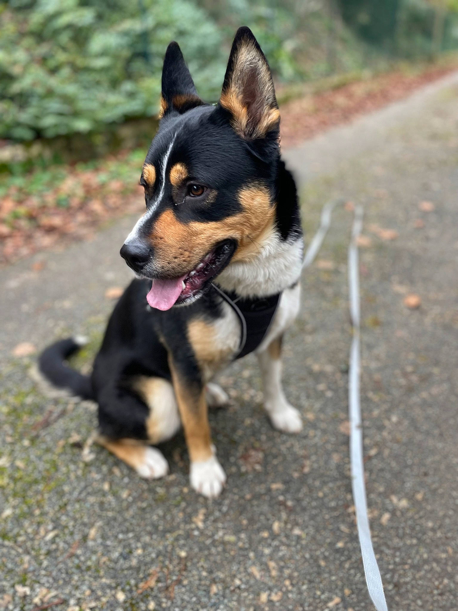 Zoro a rejoint le concours — aidez-le/la à gagner de superbes lots ! asphalt, canidae, carnivore, collar, companion_dog, dog, dog_breed, guard_dog, herding_dog, paw, plant, road_surface, sporting_group, tail, working_dog