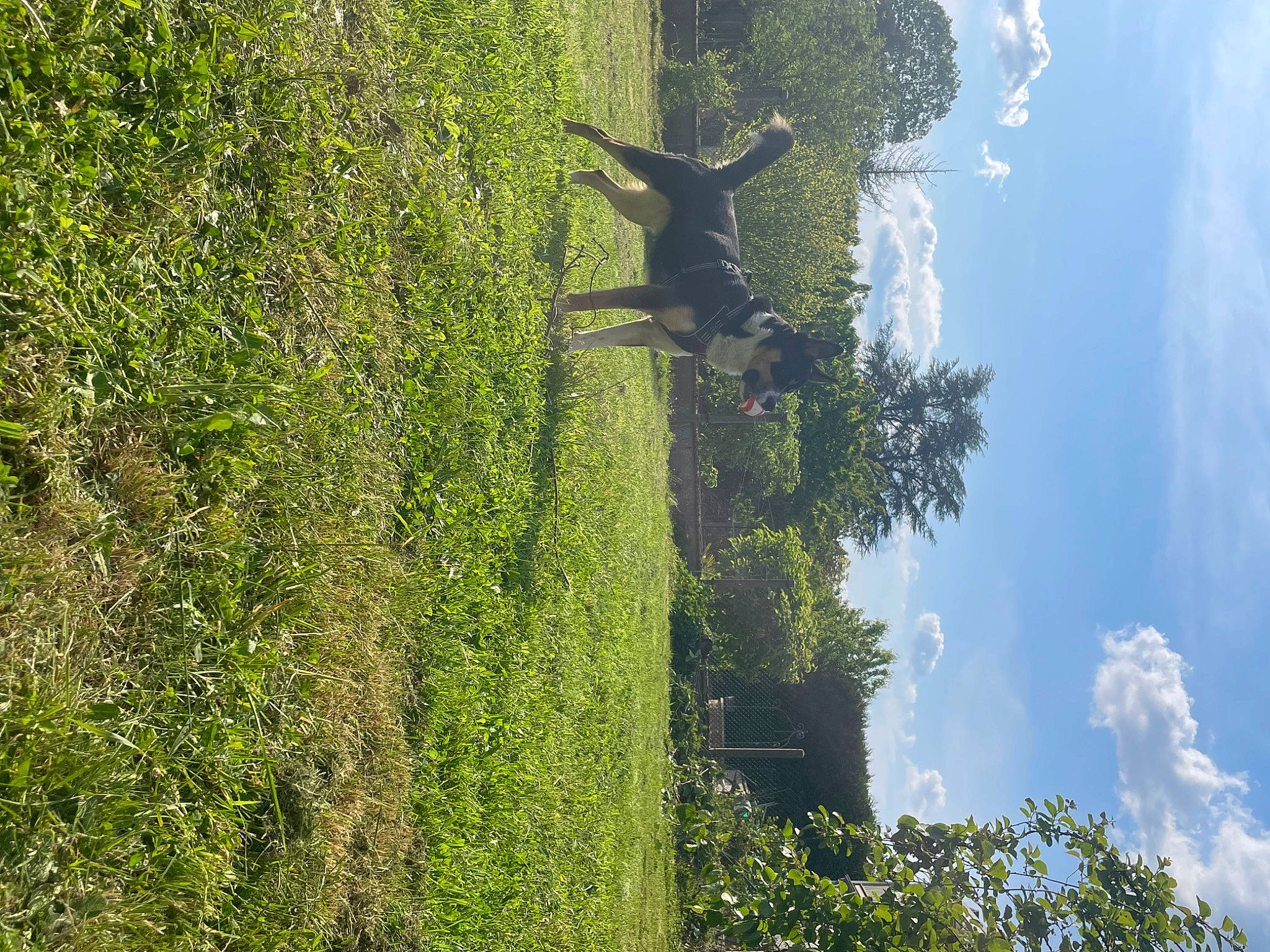 Zoro participe au concours pour gagner de l'argent avec cette photo : biome, cloud, forest, grass, green, landscape, leaf, light, natural_landscape, palm_tree, plant, sculpture, shrub, sky, tree, trunk, water, watercourse, wood, woody_plant