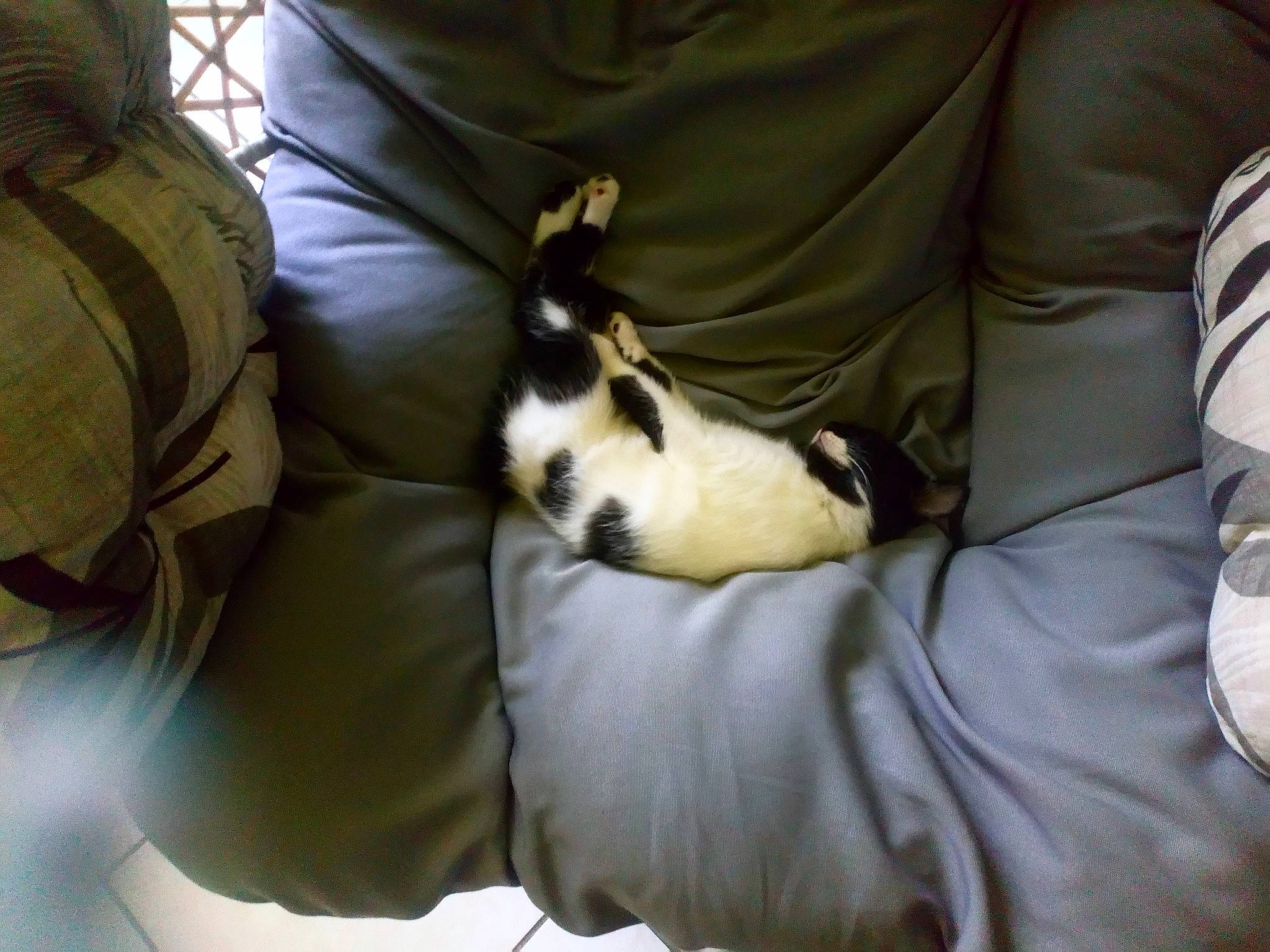 Prout a rejoint le concours — aidez-le/la à gagner de superbes lots ! carnivore, cat, chair, comfort, companion_dog, couch, dog_breed, domestic_short_haired_cat, duvet, felidae, fur, lap, linens, room, small_to_medium_sized_cats, sporting_group, tail, textile, vertebrate, whiskers