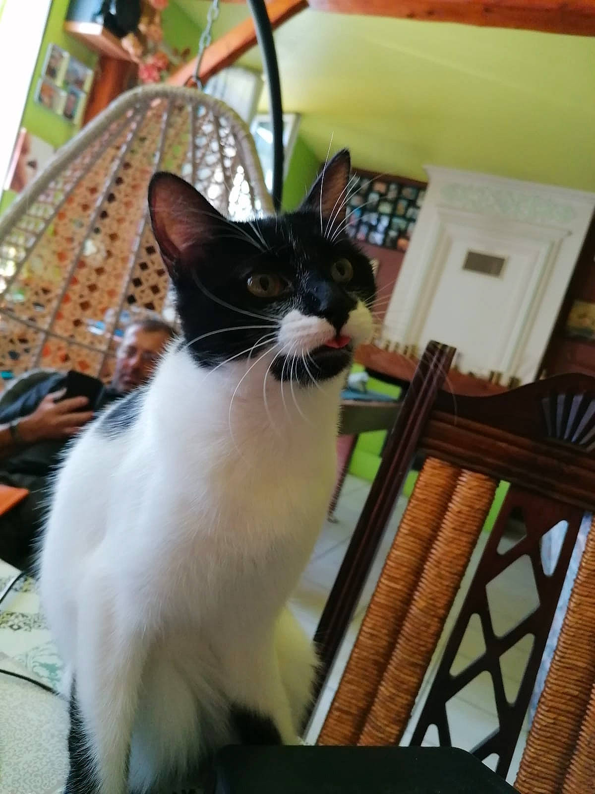 Prout a rejoint le concours — aidez-le/la à gagner de superbes lots ! carnivore, cat, chair, domestic_short_haired_cat, felidae, flooring, flowerpot, formal_wear, fur, hardwood, sitting, small_to_medium_sized_cats, tail, vertebrate, whiskers, window, wood