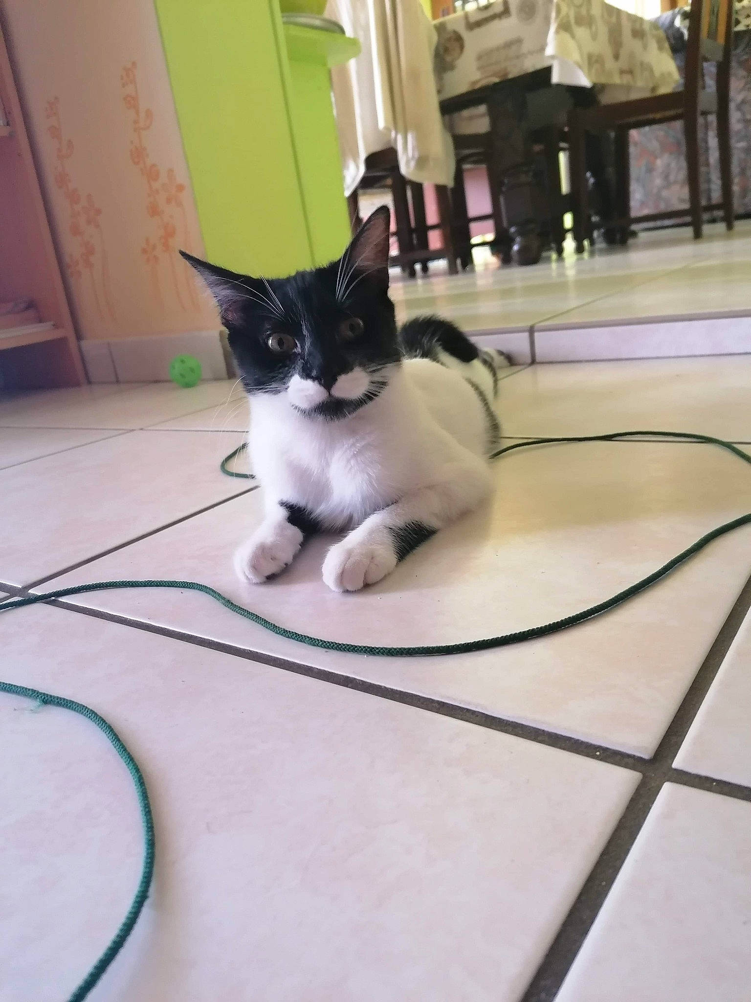 Prout participe au concours pour gagner de l'argent avec cette photo : carnivore, cat, domestic_short_haired_cat, door, felidae, floor, flooring, fur, hardwood, laminate_flooring, metal, paw, room, small_to_medium_sized_cats, snout, tail, whiskers, wire, wood, wood_flooring