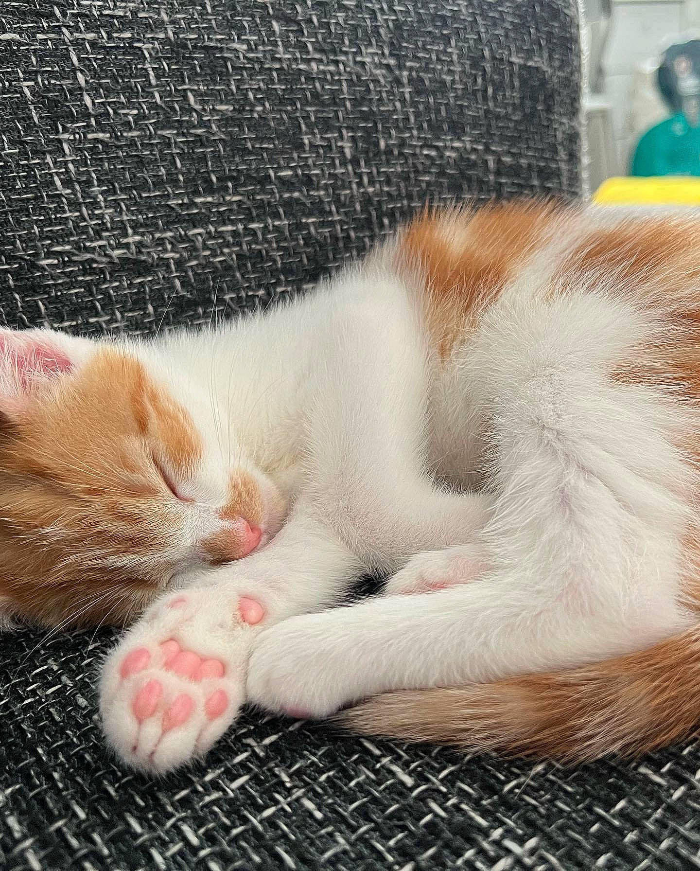 Buzz joined the competition — help win amazing prizes! carnivore, cat, claw, comfort, domestic_short_haired_cat, fawn, felidae, foot, fur, human_leg, linens, nap, paw, sleep, small_to_medium_sized_cats, snout, tail, vertebrate, whiskers