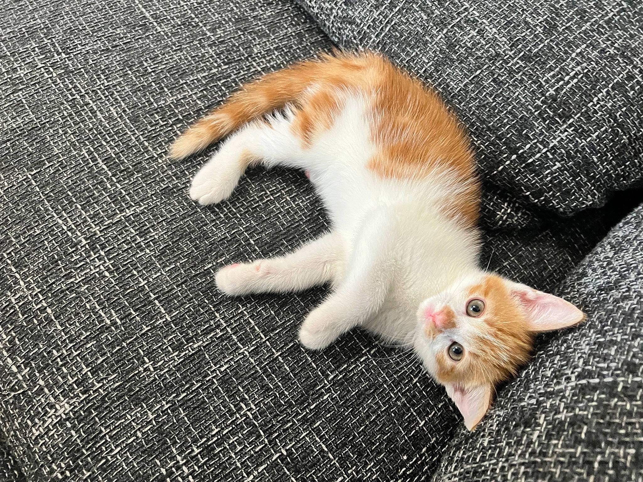 Buzz is registered to the contest to win money with this photo: canidae, carnivore, cat, claw, close_up, comfort, domestic_short_haired_cat, fawn, felidae, fur, nail, pattern, paw, small_to_medium_sized_cats, snout, tail, terrestrial_animal, textile, whiskers, wood