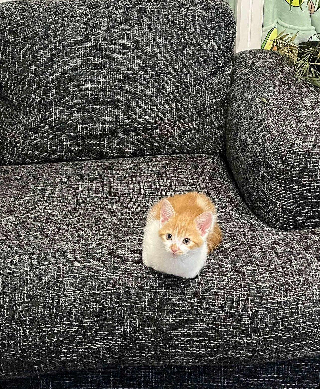 Buzz is registered to the contest to win money with this photo: carnivore, cat, comfort, couch, domestic_short_haired_cat, fawn, felidae, flooring, grass, grey, hardwood, linens, plant, road_surface, small_to_medium_sized_cats, snout, tail, textile, whiskers, wood