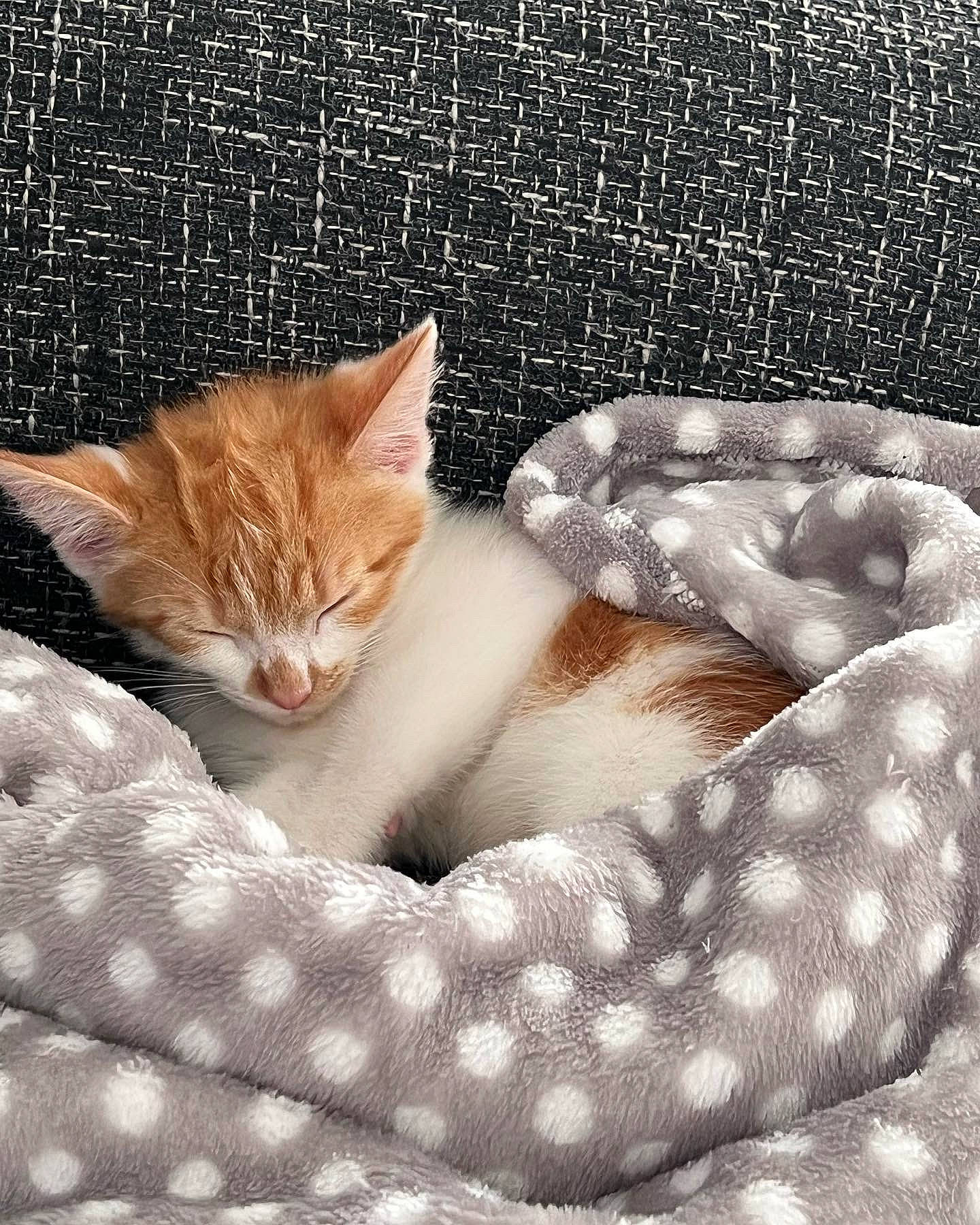 Buzz is registered to the contest to win money with this photo: art, carnivore, cat, cat_bed, claw, comfort, domestic_short_haired_cat, fawn, felidae, fur, linens, pattern, paw, photo_caption, small_to_medium_sized_cats, snout, tail, textile, whiskers, wildlife