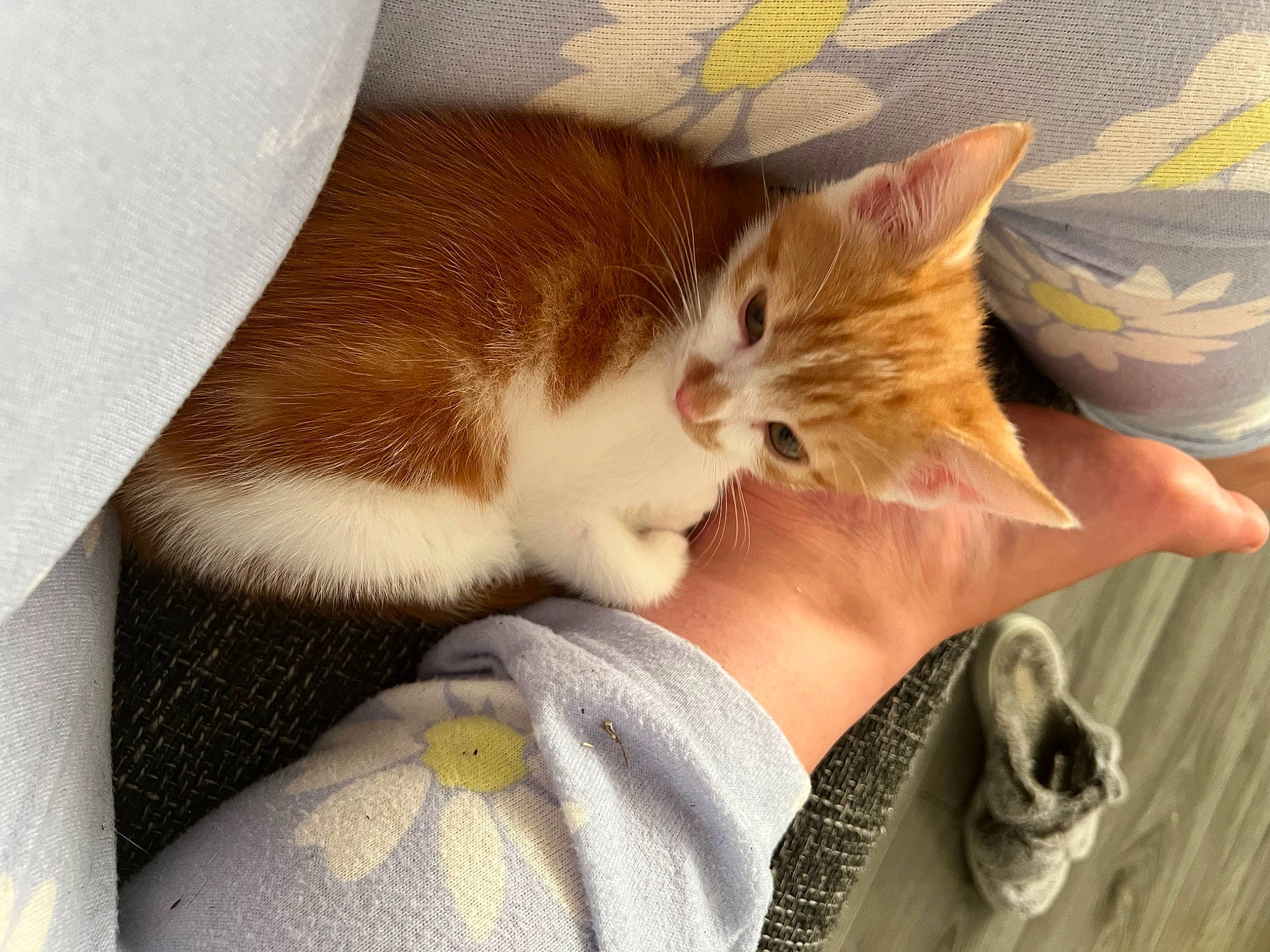 Buzz joined the competition — help win amazing prizes! carnivore, cat, claw, comfort, domestic_short_haired_cat, ear, fawn, felidae, foot, fur, gesture, human_leg, lap, paw, small_to_medium_sized_cats, snout, tail, whiskers, wood