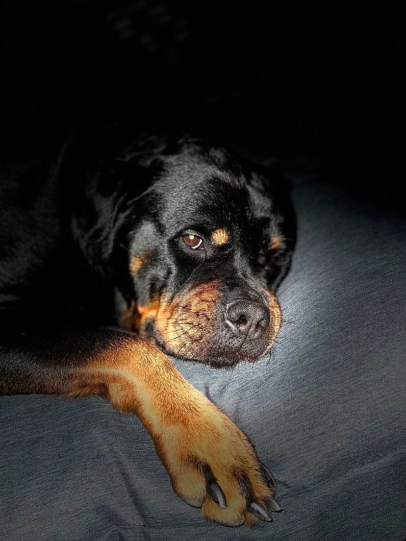 Olga a rejoint le concours — aidez-le/la à gagner de superbes lots ! ball, beaglier, bored, canidae, carnivore, comfort, companion_dog, darkness, dog, dog_breed, fawn, fur, paw, puppy, rottweiler, snout, sporting_group, terrestrial_animal, whiskers, working_animal