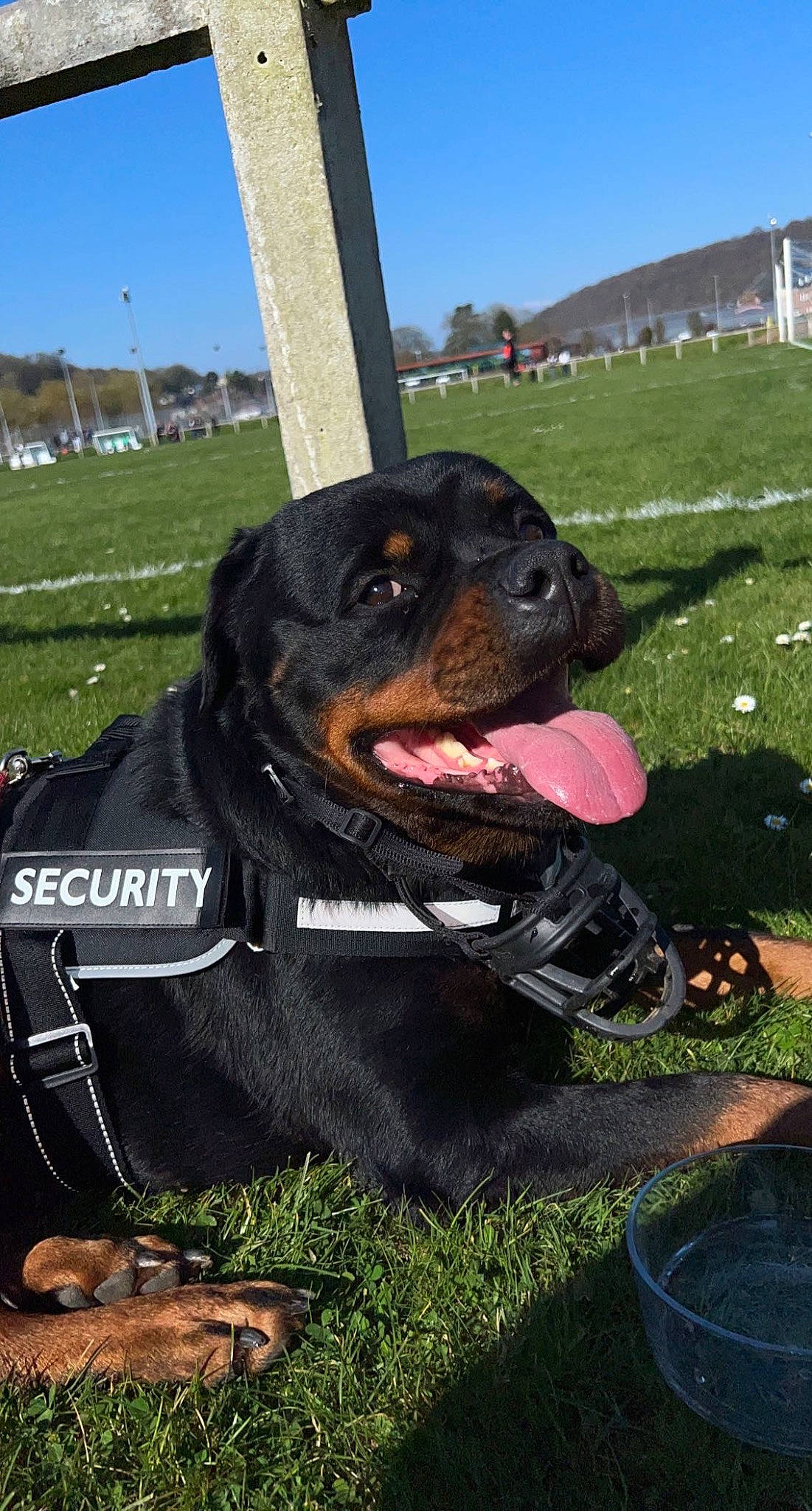 Olga a rejoint le concours — aidez-le/la à gagner de superbes lots ! canidae, carnivore, collar, companion_dog, dog, dog_breed, dog_collar, dog_supply, fashion_accessory, grass, guard_dog, personal_protective_equipment, plant, rottweiler, sky, snout, sporting_group, tree, working_animal, working_dog