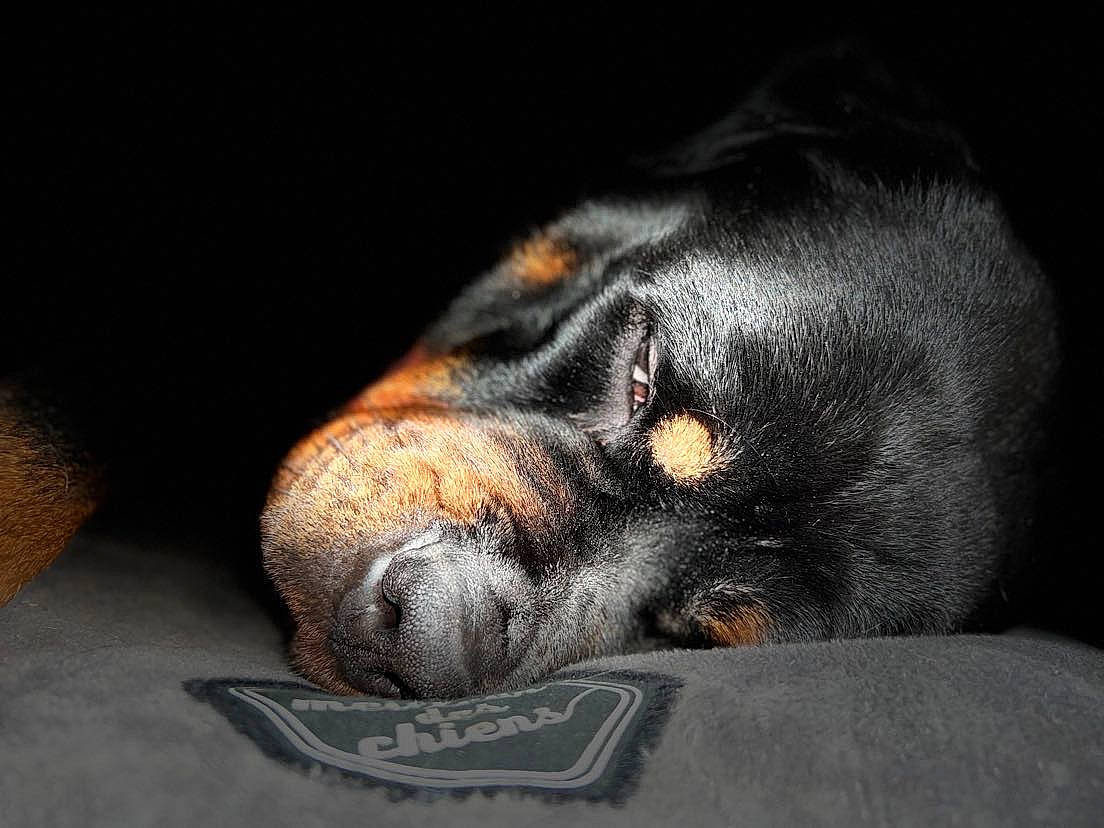 Olga participe au concours pour gagner de l'argent avec cette photo : canidae, carnivore, comfort, companion_dog, dog, dog_breed, ear, fawn, fur, guard_dog, nap, paw, prazsky_krysarik, sleep, snout, sporting_group, terrestrial_animal, toy_dog, whiskers, working_animal