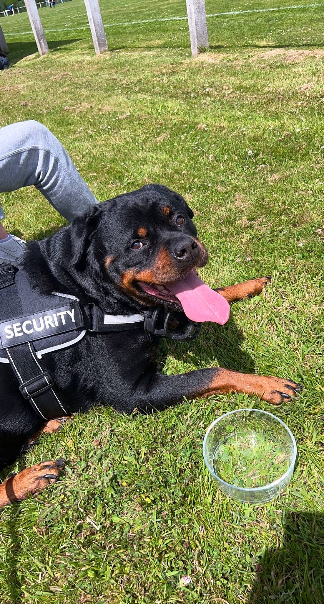 Olga participe au concours pour gagner de l'argent avec cette photo : carnivore, collar, companion_dog, dog, dog_breed, dog_collar, dog_supply, grass, guard_dog, hunting_dog, people_in_nature, personal_protective_equipment, rottweiler, snout, sporting_group, sports_toy, working_animal, working_dog