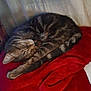 cat, tabby_cat, sleeping, curled_up, red_blanket, furniture, indoor, cozy, pet, animal, resting, fur, striped, whiskers, cute, relaxation, domestic_cat, soft_texture, peaceful, nap