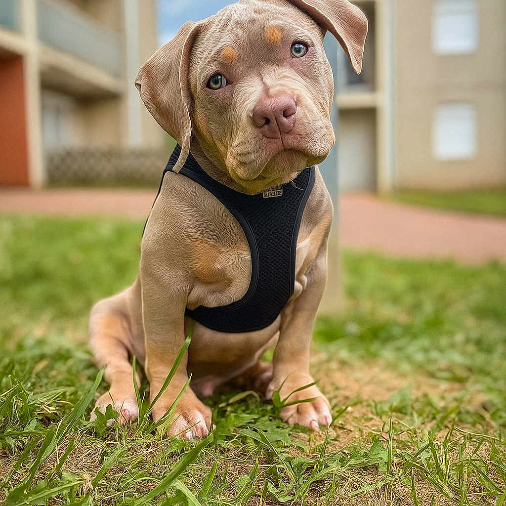 Acker participe au concours pour gagner de l'argent avec cette photo : animal, background_blur, building, canine, closeup, curious, cute, dog, grass, greenery, harness, head_tilt, mammal, nature, outdoor, pet, portrait, puppy, sitting, young