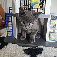 Grisou a rejoint le concours — aidez-le/la à gagner de superbes lots ! animal, blue, cat, colorful, cute, ears, fluffy, gray_fur, green_eyes, home_decor, indoor, kitten, pet, playhouse, portrait, rug, sitting, toy_structure, whiskers, white