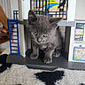 animal, blue, cat, colorful, cute, ears, fluffy, gray_fur, green_eyes, home_decor, indoor, kitten, pet, playhouse, portrait, rug, sitting, toy_structure, whiskers, white