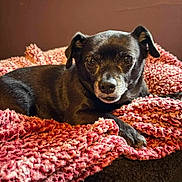 Mya is registered to the contest to win money with this photo: adorable, bed, black_dog, blanket, close_up, cozy, dog, ears, eyes, indoor, knit_blanket, paw, pet, portrait, resting, sleepy, small_dog, snout, soft_texture, whiskers