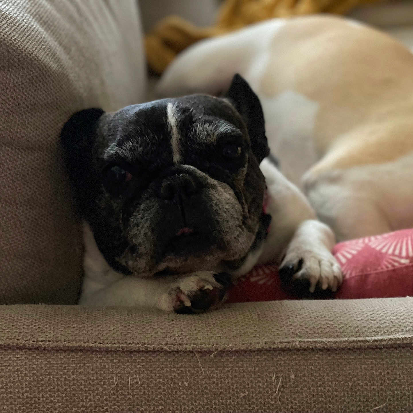 Margua a rejoint le concours — aidez-le/la à gagner de superbes lots ! animal, armchair, boxer, bulldog, canine, chair, couch, cushion, dog, frenchbulldog, furniture, homedecor, person, pet, pitbull, pug, puppy, sleeping