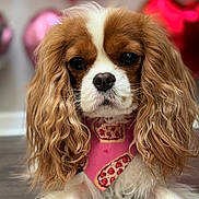 Penny joined the competition — help win amazing prizes! dog, cavalier_king_charles_spaniel, bandana, pink, pizza_pattern, long_ears, wavy_fur, pet, closeup, indoor, floor, heart_balloons, brown_and_white, cute, portrait, animal, fur, expression, decor, background_blur