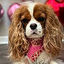 dog, cavalier_king_charles_spaniel, bandana, pink, pizza_pattern, long_ears, wavy_fur, pet, closeup, indoor, floor, heart_balloons, brown_and_white, cute, portrait, animal, fur, expression, decor, background_blur