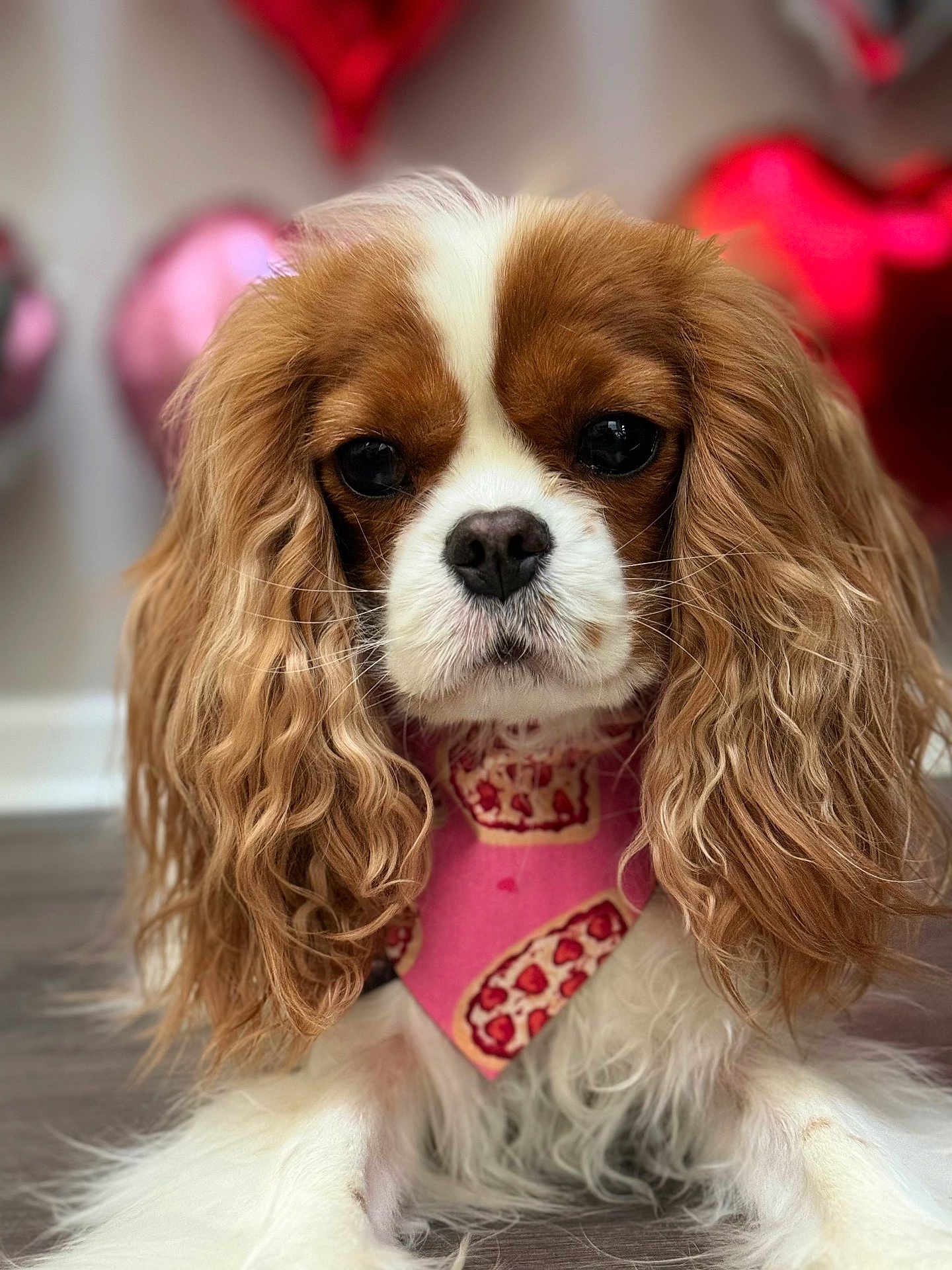 Penny joined the competition — help win amazing prizes! dog, cavalier_king_charles_spaniel, bandana, pink, pizza_pattern, long_ears, wavy_fur, pet, closeup, indoor, floor, heart_balloons, brown_and_white, cute, portrait, animal, fur, expression, decor, background_blur